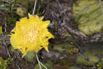 Common pricklypear